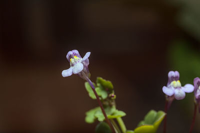 Close-up of white flowering plant