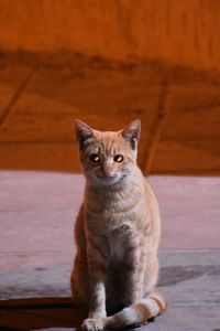 Portrait of cat sitting on floor