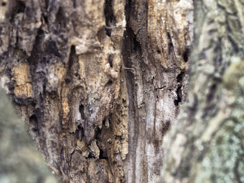 Close-up of tree trunk