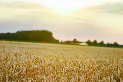 Scenic view of wheat field against sky