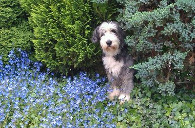 Dog with flowers and plants
