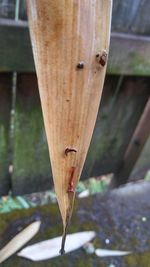 Close-up of grasshopper on wood