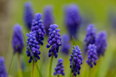 Close-up of purple flowering plants