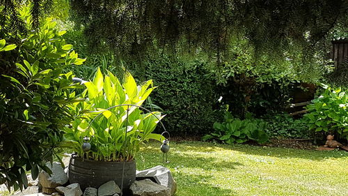 Plants and trees in park