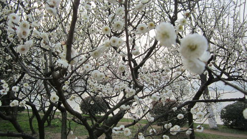 Cherry blossoms in spring