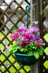 Close-up of pink flowers blooming outdoors