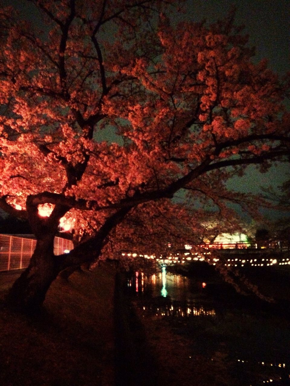 tree, night, illuminated, water, branch, nature, growth, tranquility, building exterior, reflection, built structure, beauty in nature, river, architecture, lake, outdoors, scenics, no people, autumn, tranquil scene