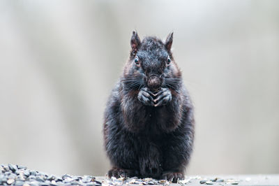 Close-up of an animal