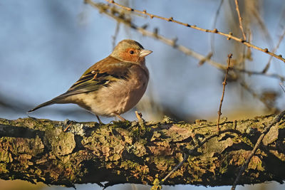 Close-up of bird perching on rock