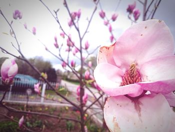 Close-up of pink flowers