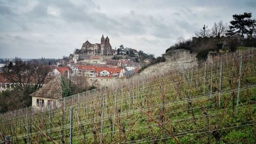 Buildings and vineyard against sky