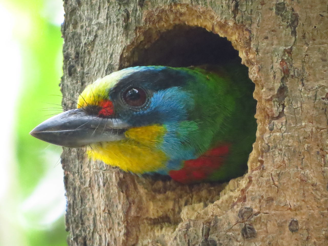 CLOSE-UP OF PARROT ON TREE