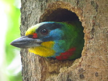 Close-up of parrot on tree trunk