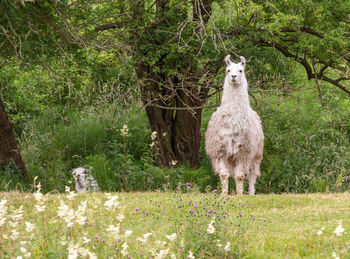 Portrait of llama standing against trees