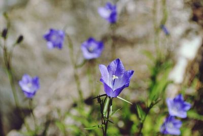 Close-up of purple flowers