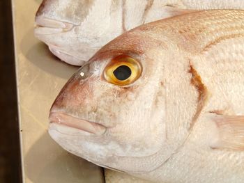 Close-up of dead fish
