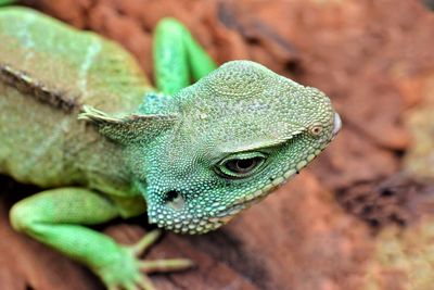 Close-up of a lizard