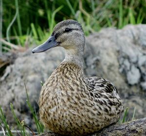 Close-up of a duck