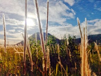 Close-up of stalks in field against sky