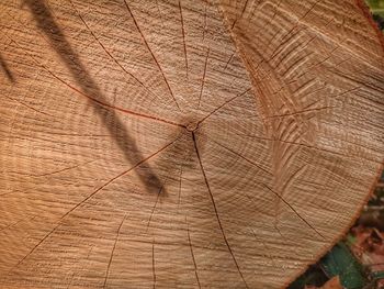 Close-up of tree stump