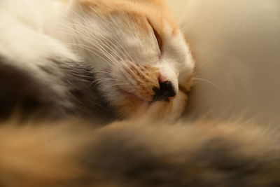 Close-up of cat sleeping