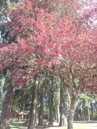 Trees in park