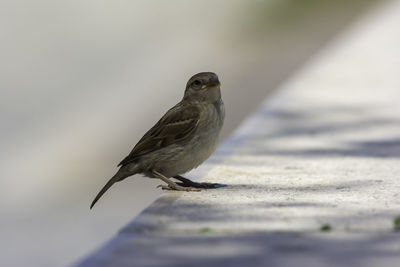 Close-up of bird perching outdoors