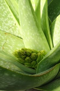 Full frame shot of aloe vera