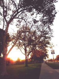 Sun shining through trees