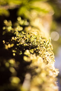 Close-up of lichen on moss