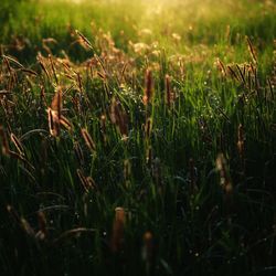 Close-up of grass in field