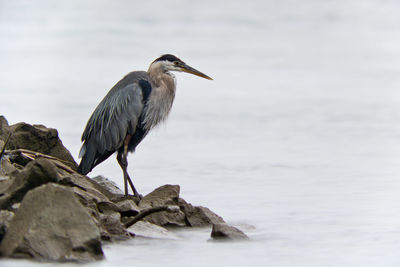 View of bird perching on rock