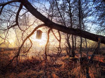 Bare trees against sky