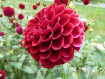 Close-up of red flower blooming outdoors