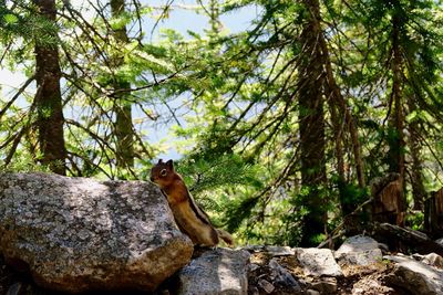 Squirrel on tree in forest