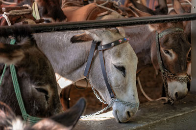 Close-up of donkeys 