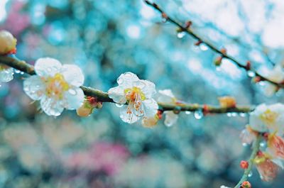 Close-up of cherry blossoms in spring