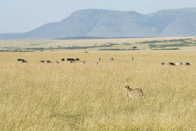 Leopard and zebras standing on grassy field