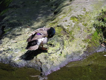 High angle view of duck in lake