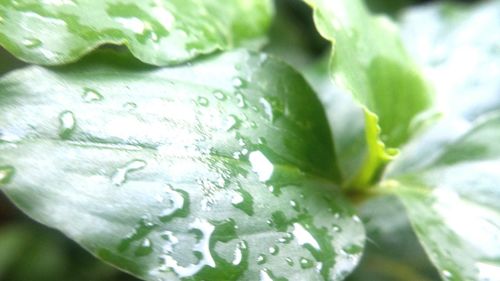 Full frame shot of raindrops on plant