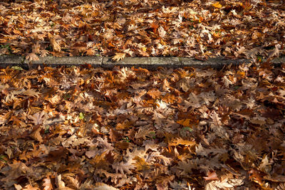 High angle view of maple leaves on field