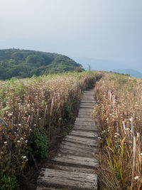 Boardwalk amidst plants on field against sky