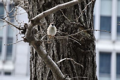 Low angle view of bird perching on tree