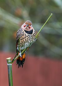 Close-up of bird perching on twig