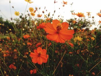 Close-up of orange flowers blooming outdoors