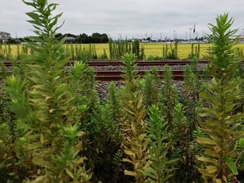 Plants growing on field