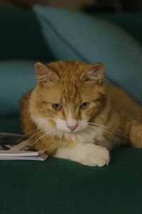 Portrait of cat relaxing on bed