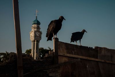 Low angle view of birds perching on building against sky