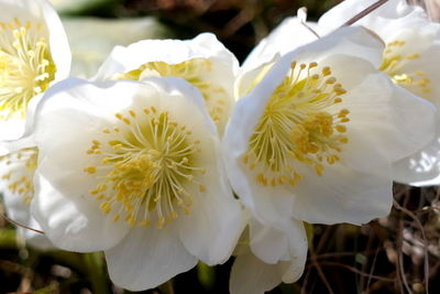 Close-up of white flowering plant