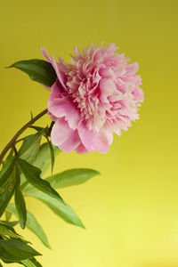 Close-up of pink flower blooming against yellow background